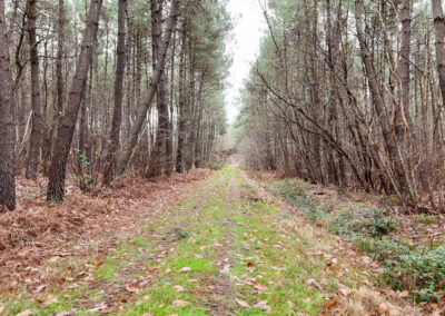 Chemin dans une forêt
