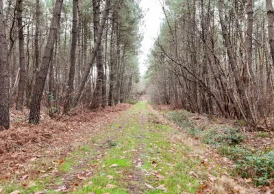 Chemin dans une forêt
