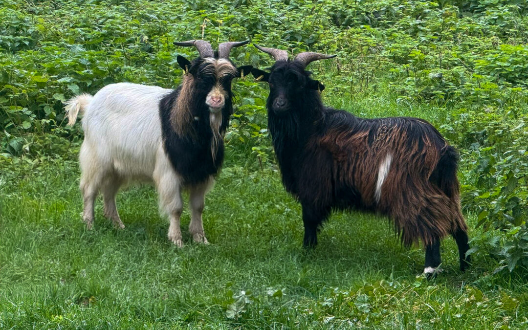 Nouveaux habitants au gîte : bienvenue à Volcan et Vagabond !