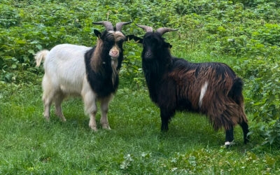 Nouveaux habitants au gîte : bienvenue à Volcan et Vagabond !